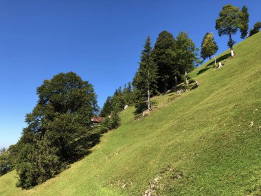 Buochserhorn dağının yamaçlarında ve Lucerne gölü veya Vierwaldstaetersee gölü (Vierwaldstattersee), Buochs - Nidwalden Kantonu, İsviçre'nin eteklerindeki alp otlatı ve otlakları