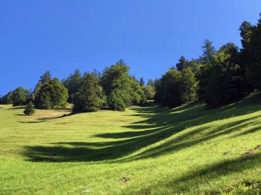 Buochserhorn dağının yamaçlarında ve Lucerne gölü veya Vierwaldstaetersee gölü (Vierwaldstattersee), Buochs - Nidwalden Kantonu, İsviçre'nin eteklerindeki alp otlatı ve otlakları