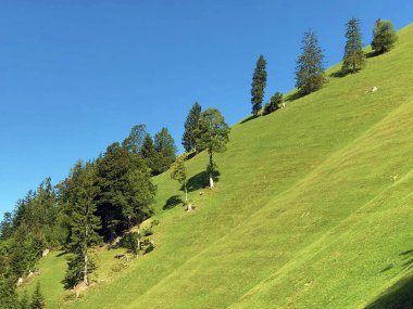 Buochserhorn dağının yamaçlarında ve Lucerne gölü veya Vierwaldstaetersee gölü (Vierwaldstattersee), Buochs - Nidwalden Kantonu, İsviçre'nin eteklerindeki alp otlatı ve otlakları