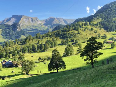 Buochserhorn dağının yamaçlarında ve Lucerne gölü veya Vierwaldstaetersee gölü (Vierwaldstattersee), Buochs - Nidwalden Kantonu, İsviçre'nin eteklerindeki alp otlatı ve otlakları