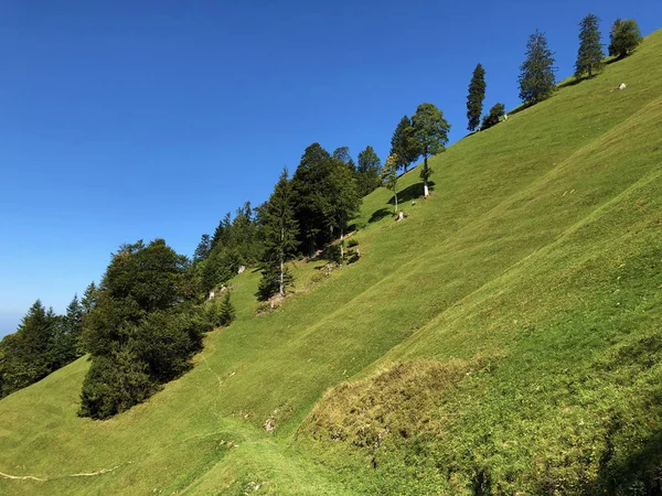 Pastagens Prados Alpinos Nas Encostas Montanha Buochserhorn Junto Lago Lucerna — Fotografia de Stock