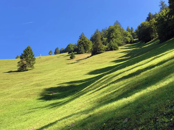 Alpenweiden Graslanden Hellingen Van Berg Buochserhorn Aan Het Meer Van — Stockfoto