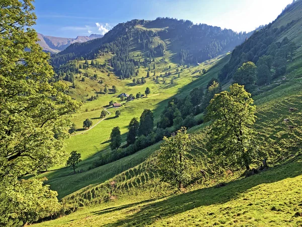 Buochserhorn dağının yamaçlarında ve Lucerne gölü veya Vierwaldstaetersee gölü (Vierwaldstattersee), Buochs - Nidwalden Kantonu, İsviçre'nin eteklerindeki alp otlatı ve otlakları