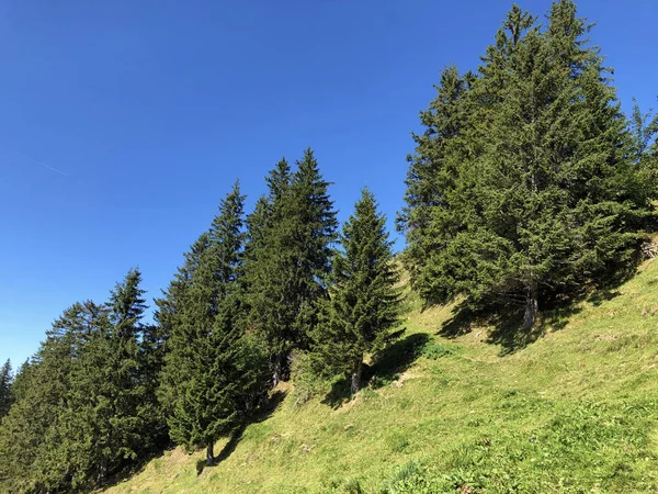 Buochserhorn Dağının Yamaçlarında Yaprak Dökmeyen Ağaçlar Iğne Yapraklı Ormanlar Lucerne — Stok fotoğraf