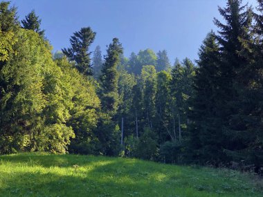 Buochserhorn dağının yamaçlarında ve Lucerne Gölü veya Vierwaldstaetersee Gölü (Vierwaldstattersee), Buochs - İsviçre
