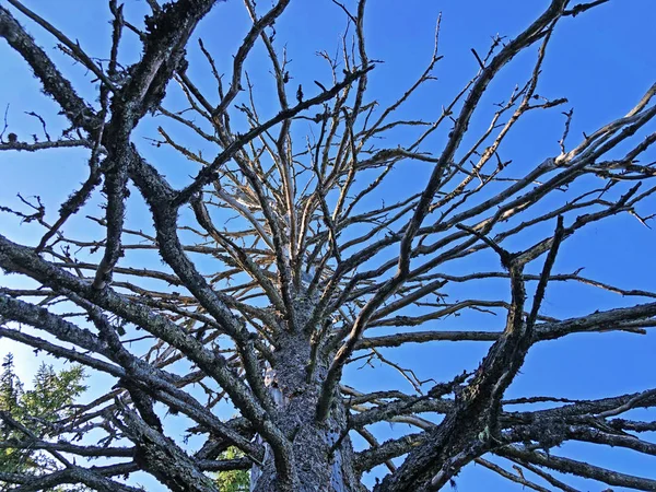 Ein Herrlicher Blick Den Himmel Durch Die Getrockneten Zweige Von — Stockfoto