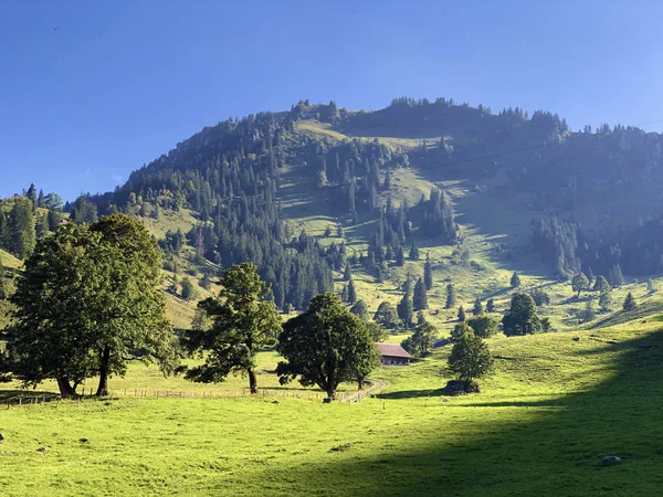 Mixed Forests Thinned Out Trees Slopes Slopes Buochserhorn Mountain Lake — Stock Photo, Image