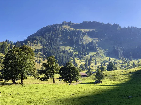 Florestas Mistas Árvores Diluídas Nas Encostas Das Encostas Montanha Buochserhorn — Fotografia de Stock