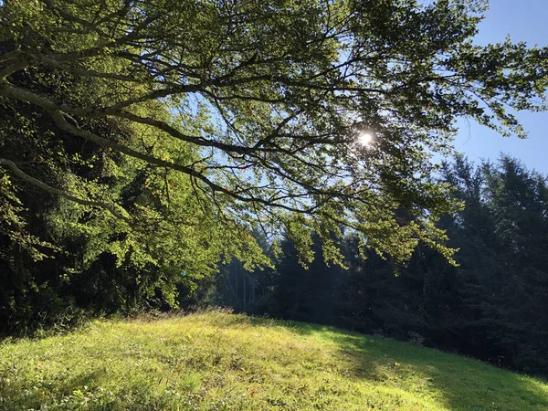 Fantastische Ausblicke Auf Den Nachmittagshimmel Und Sonnenstrahlen Durch Baumkronen Bojen — Stockfoto