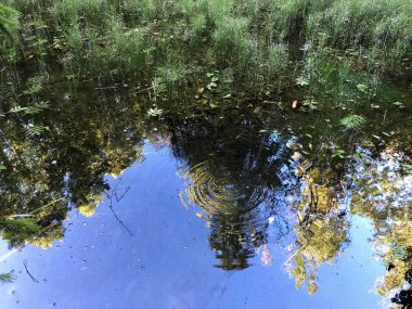 Altmannenweier veya Altmannenweiher göleti veya Altmannenweiher (Üç Pont dinlenme alanı veya Das Naherholungsgebiet Drei Weihern), Drei Weieren - St. Gallen, İsviçre