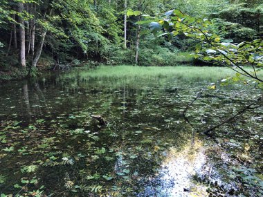 Altmannenweier veya Altmannenweiher göleti veya Altmannenweiher (Üç Pont dinlenme alanı veya Das Naherholungsgebiet Drei Weihern), Drei Weieren - St. Gallen, İsviçre