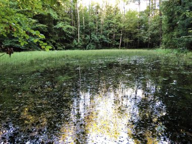 Altmannenweier veya Altmannenweiher göleti veya Altmannenweiher (Üç Pont dinlenme alanı veya Das Naherholungsgebiet Drei Weihern), Drei Weieren - St. Gallen, İsviçre