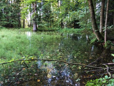 Altmannenweier veya Altmannenweiher göleti veya Altmannenweiher (Üç Pont dinlenme alanı veya Das Naherholungsgebiet Drei Weihern), Drei Weieren - St. Gallen, İsviçre