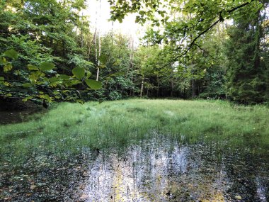 Altmannenweier veya Altmannenweiher göleti veya Altmannenweiher (Üç Pont dinlenme alanı veya Das Naherholungsgebiet Drei Weihern), Drei Weieren - St. Gallen, İsviçre