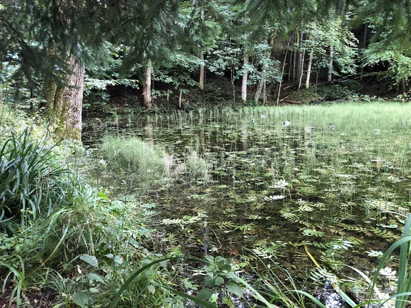 Staw Altmannenweier Lub Altmannenweiher Lub Altmannenweiher Obszar Rekreacyjny Trzy Stawy — Zdjęcie stockowe