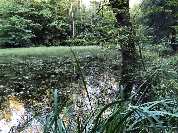 Altmannenweier Altmannenweiher Lagoa Altmannenweiher Área Recreação Três Lagoas Das Naherholungsgebiet — Fotografia de Stock