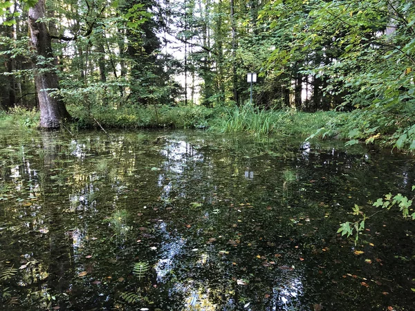 Staw Altmannenweier Lub Altmannenweiher Lub Altmannenweiher Obszar Rekreacyjny Trzy Stawy — Zdjęcie stockowe