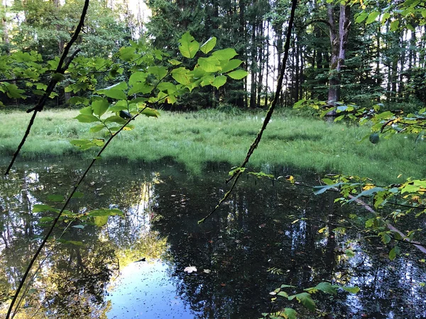 Altmannenweier Altmannenweiher Pond Altmannenweiher Three Ponds Recreation Area Das Naherholungsgebiet — стоковое фото