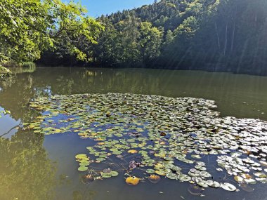 Buebenweier veya Buebenweiher göleti (Üç Pont dinlenme alanı veya Das Naherholungsgebiet Drei Weihern), Drei Weieren - St. Gallen, İsviçre
