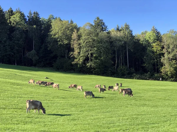 Krowy Łąkach Pastwiskach Zboczach Alp Szwajcarskich Przy Drei Weihern Nad — Zdjęcie stockowe