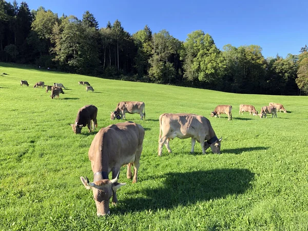 Krowy Łąkach Pastwiskach Zboczach Alp Szwajcarskich Przy Drei Weihern Nad — Zdjęcie stockowe