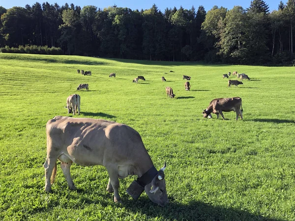 스위스 알프스산맥의 비탈에 목초지와 목초지에 소들은 드레이 스위스의 시에서 바라본다 — 스톡 사진