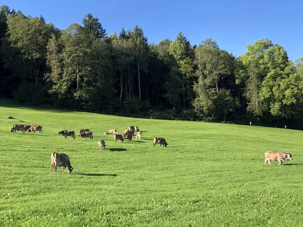 Krowy Łąkach Pastwiskach Zboczach Alp Szwajcarskich Przy Drei Weihern Nad — Zdjęcie stockowe