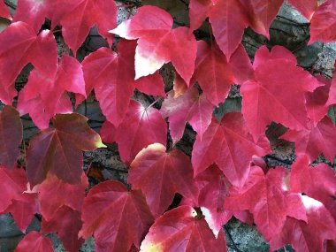 Ivy, İsviçre 'deki St. Gallen Manastırı' nın duvarında yaprak bırakıyor.