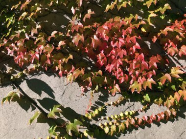 Ivy, İsviçre 'deki St. Gallen Manastırı' nın duvarında yaprak bırakıyor.