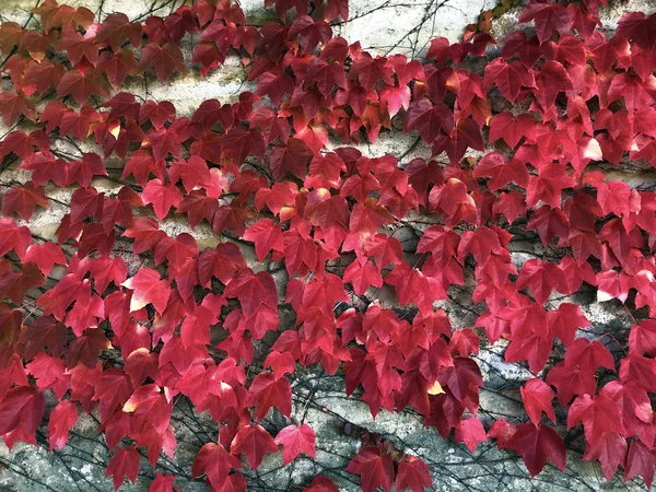 Ivy Blad Väggen Klostret Gallen Schweiz — Stockfoto