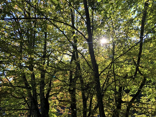 Fantastische Ausblicke Auf Den Nachmittagshimmel Und Sonnenstrahlen Durch Die Baumkronen — Stockfoto