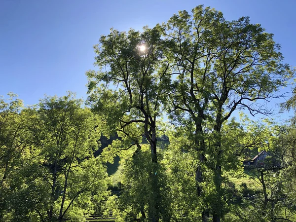Fantastický Výhled Odpolední Vysokohorskou Oblohu Sluneční Paprsky Korunami Stromů Gallen — Stock fotografie