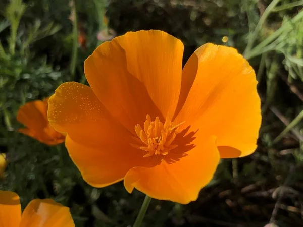 Kaliforniya Gelinciği Eschscholzia Caliznica Altın Gelincik Kaliforniya Güneş Işığı Altın — Stok fotoğraf