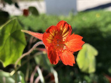 Shield nasturtium (Tropaeolum peltophorum), Spitfire veya Kapuziner-Kresse oder Kapuzinerkresse - Botanik Bahçesi St. Gallen, İsviçre