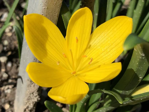 The winter daffodil (Sternbergia lutea), Autumn daffodil, Fall daffodil, Lily-of-the-field, Yellow autumn crocus or Herbst-Goldbecher