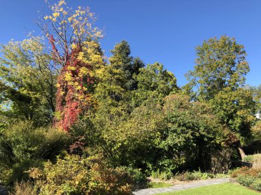 Botanik Bahçesi St. Gallen veya Der Botanische Bahçesi St. Gallen (Sankt Gallen 'deki Botanik Bahçesi), İsviçre