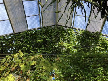 Tropikal ev veya Tropenhaus (Palm House veya Greenhouse) - Botanik Bahçesi St. Gallen veya Der Botanische Garten St. Gallen (The Botanik Garden in Sankt Gallen), İsviçre