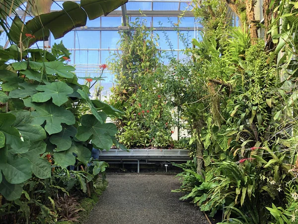 Tropikal Veya Tropenhaus Palm House Veya Greenhouse Botanik Bahçesi Gallen — Stok fotoğraf