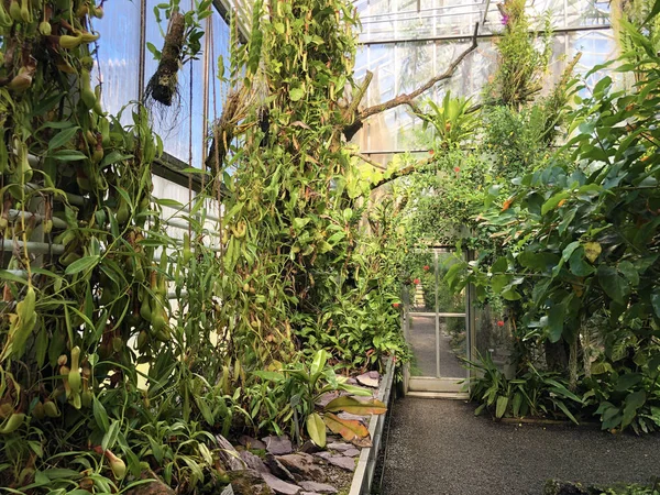 Tropický Dům Nebo Tropenhaus Palmový Dům Nebo Skleník Botanická Zahrada — Stock fotografie