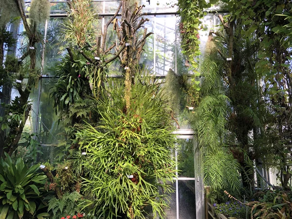 Tropikal Veya Tropenhaus Palm House Veya Greenhouse Botanik Bahçesi Gallen — Stok fotoğraf