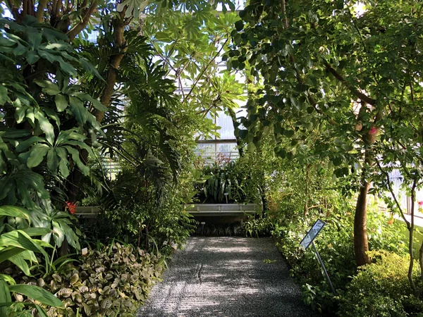 Tropical House Tropenhaus Palm House Greenhouse Botanical Garden Gallen Der —  Fotos de Stock