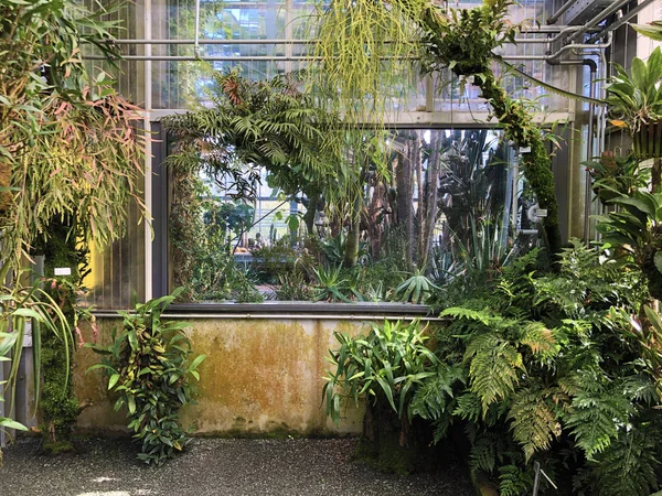 Tropical House Tropenhaus Palm House Greenhouse Botanical Garden Gallen Der — Foto de Stock