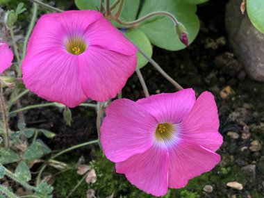 Bowies wood-sorrel (Oxalis bowiei), Red-flower woodsorrel, Cape shamrock veya Sauerklee