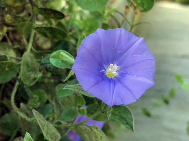 Zemin mavi konvolvulus (Convolvulus sabatius), Mavi kaya bindweed veya Kusten-Winde oder Kuesten-Winde