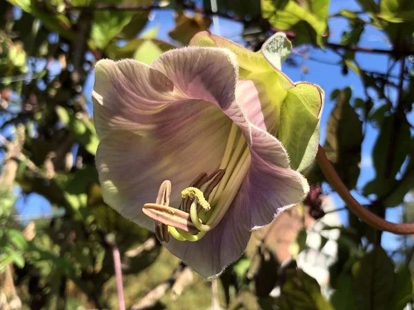 Cup Saucer Vine Cobaea Scandens Cathedral Bells Mexican Ivy Monastery — стоковое фото