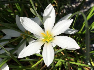 Sonbahar zephyrlily (Zephyranthes candida), Beyaz rüzgâr çiçeği, Peru zambağı veya Weisse Zephirblume