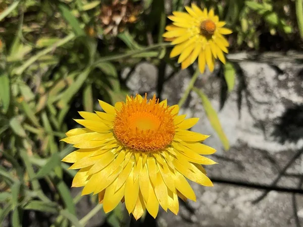 Die Goldene Immerwährende Xerochrysum Bracteatum Oder Helichrysum Bracteatum Erdbeere Oder — Stockfoto