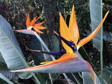 Cennet Kuşu (Strelitzia reginae), Turna çiçeği, Die Paradiesvogelblume, Knigs-Strelitzie (Konigs-Strelitzie oder Koenigs-Strelitzie) veya Papageienblume