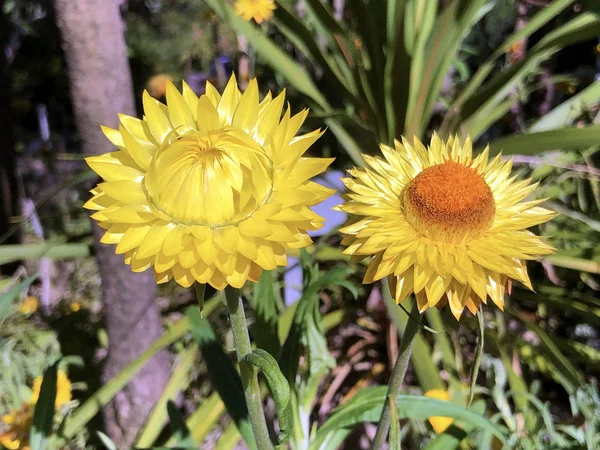 Golden Everlasting Xerochrysum Bracteatum Helichrysum Bracteatum Strawflower Die Garten Strohblume — Stock Photo, Image