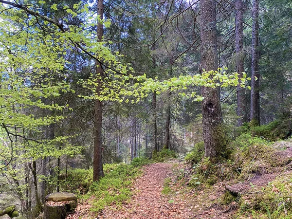 Bosques Mixtos Con Árboles Caducos Siempreverdes Las Laderas Del Macizo —  Fotos de Stock